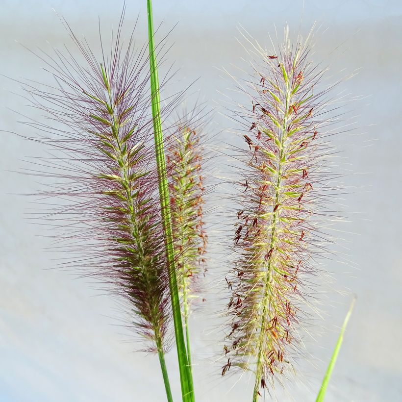 Lampenputzergras National Arboretum - Pennisetum alopecuroïdes (Blüte)