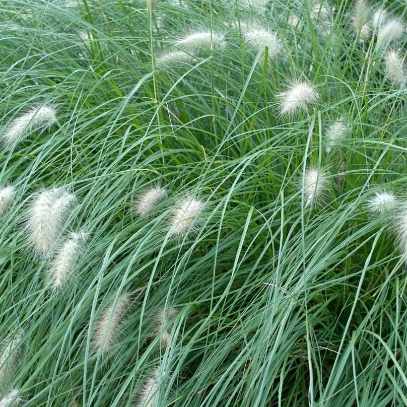 Lampenputzergras Piglet - Pennisetum alopecuroïdes (Laub)