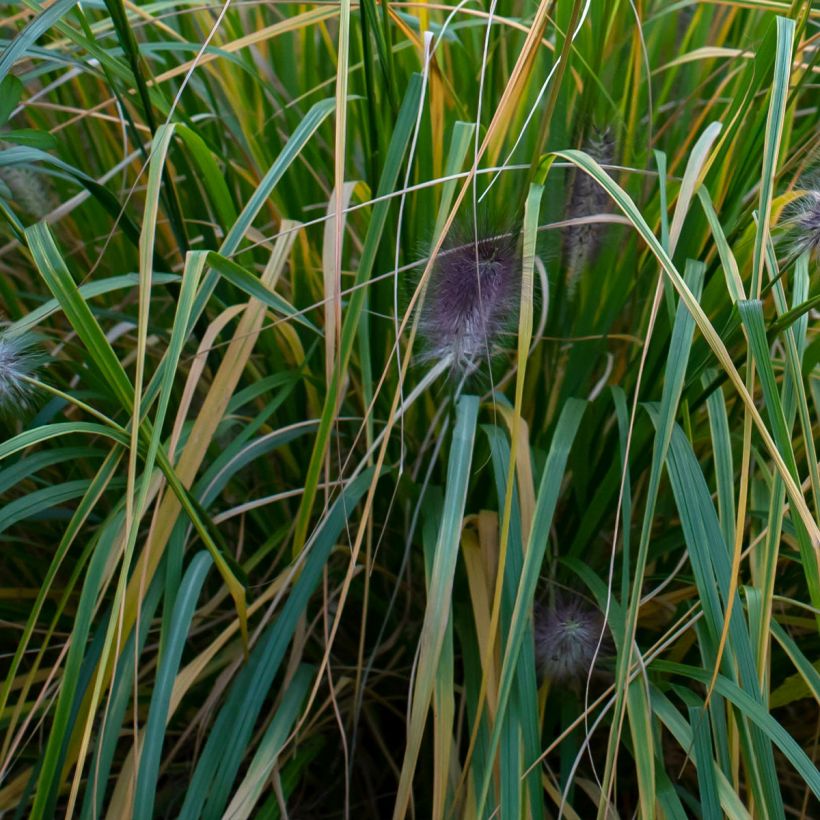 Lampenputzergras Red Head - Pennisetum alopecuroïdes (Laub)