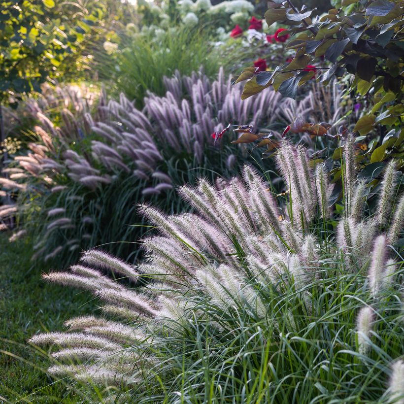 Lampenputzergras Red Head - Pennisetum alopecuroïdes (Hafen)