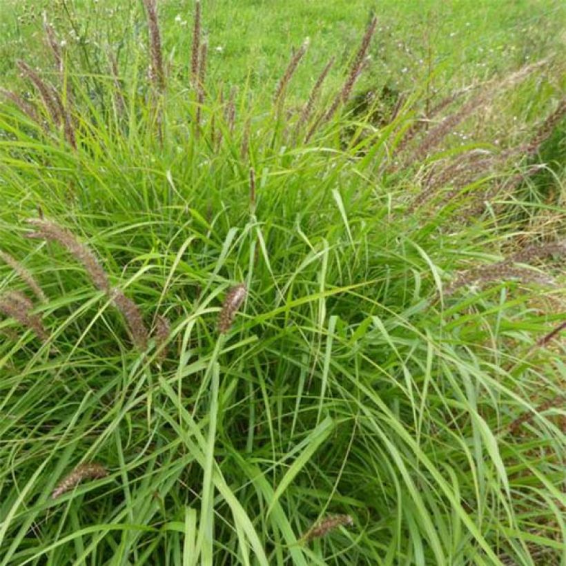 Lampenputzergras - Pennisetum incomptum (Hafen)