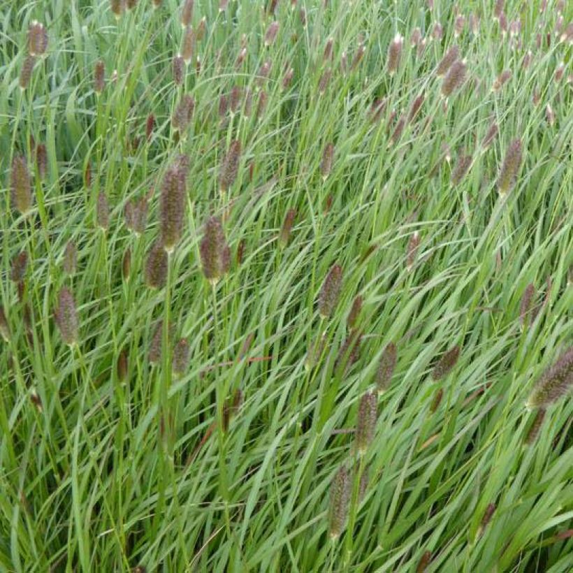 Lampenputzergras Red Button - Pennisetum massaicum (Blüte)