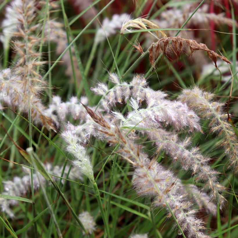 Orientalisches Lampenputzergras JS Dance With Me - Pennisetum orientale (Blüte)