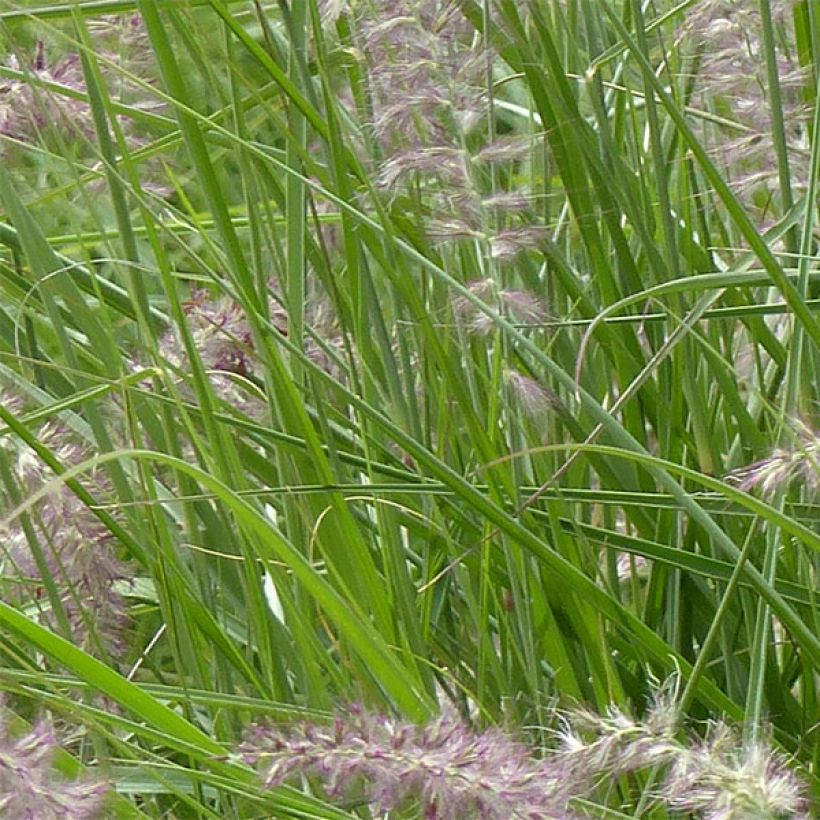 Orientalisches Lampenputzergras Karley Rose - Pennisetum orientale (Laub)