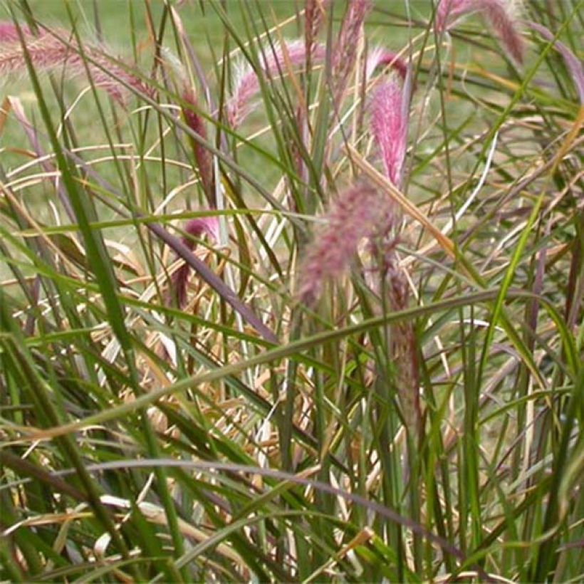 Federborstengras - Pennisetum setaceum (Laub)