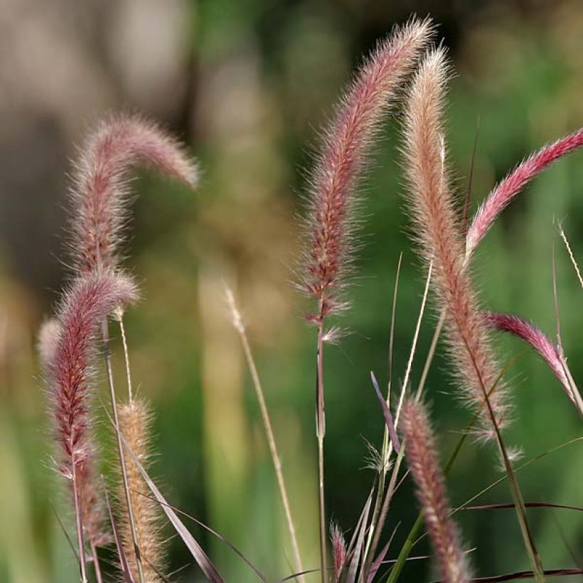 Federborstengras - Pennisetum setaceum (Blüte)