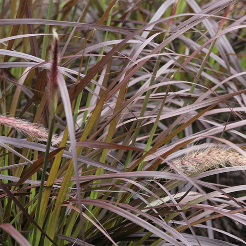 Federborstengras Rubrum - Pennisetum advena (Laub)