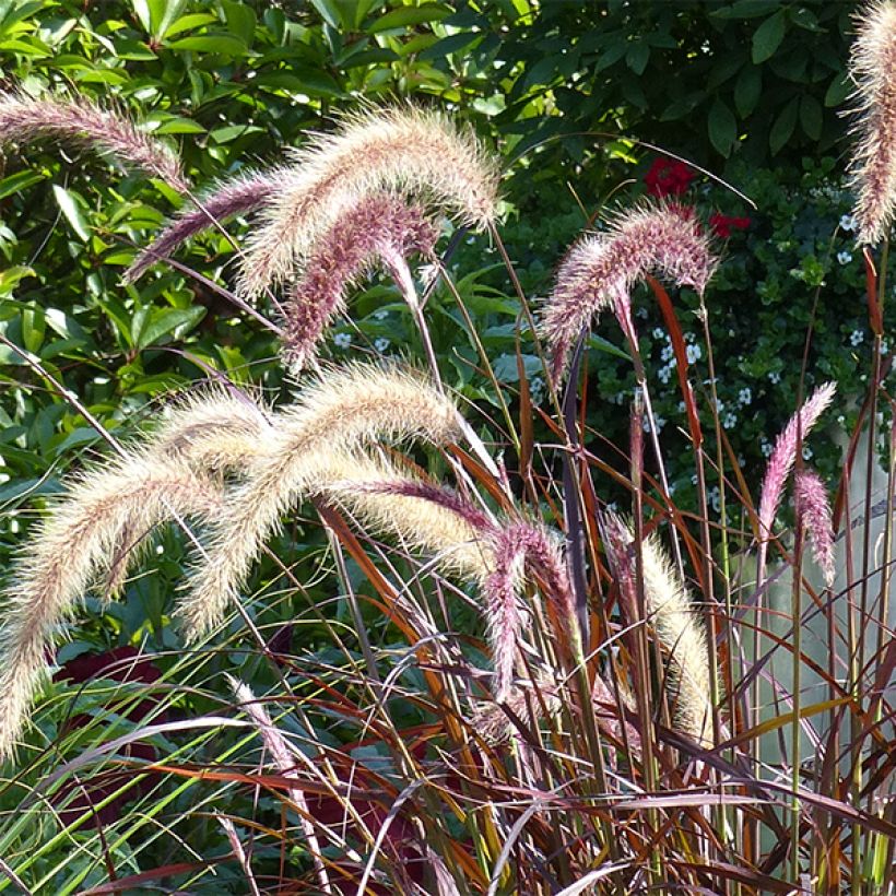 Federborstengras Rubrum - Pennisetum advena (Blüte)