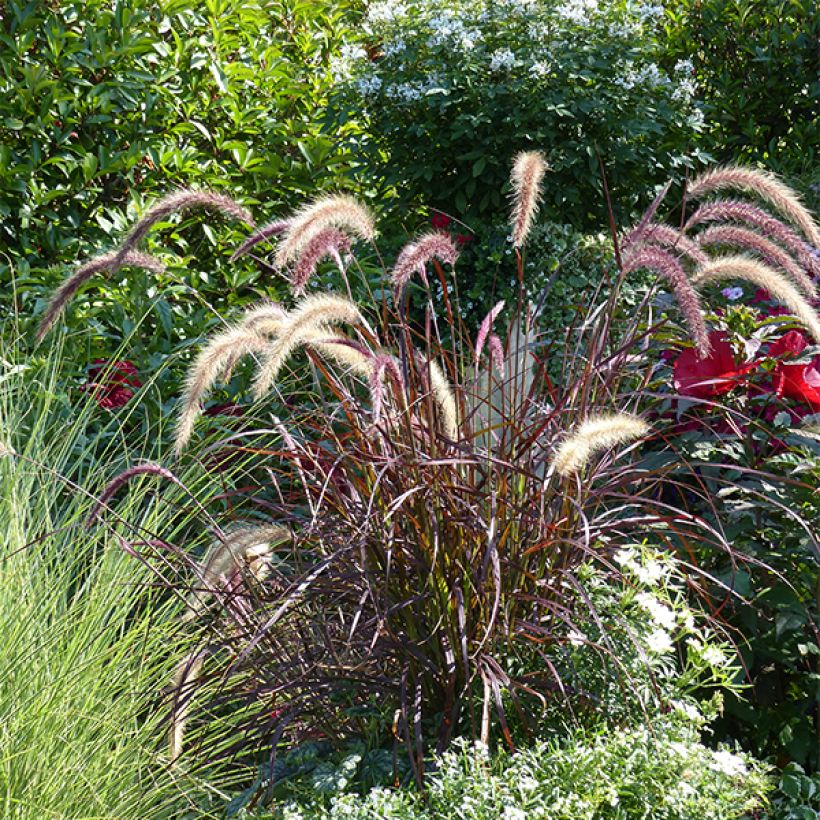 Federborstengras Rubrum - Pennisetum advena (Hafen)