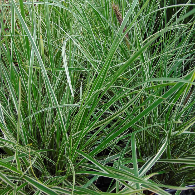 Federborstengras Skyrocket - Pennisetum advena (Laub)