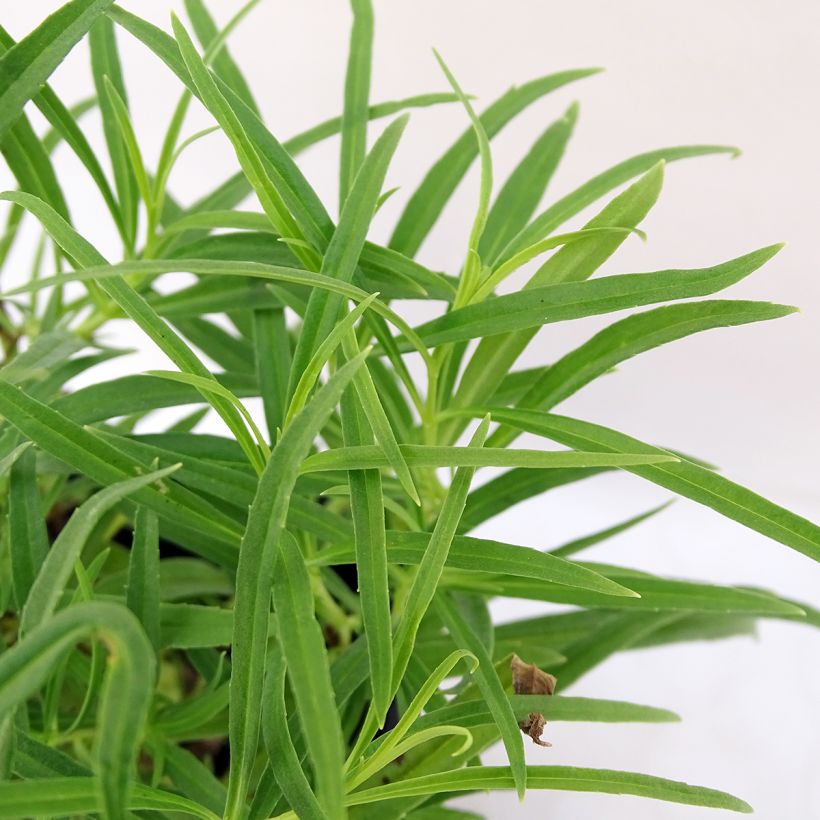 Penstemon Evelyn - Bartfaden (Laub)