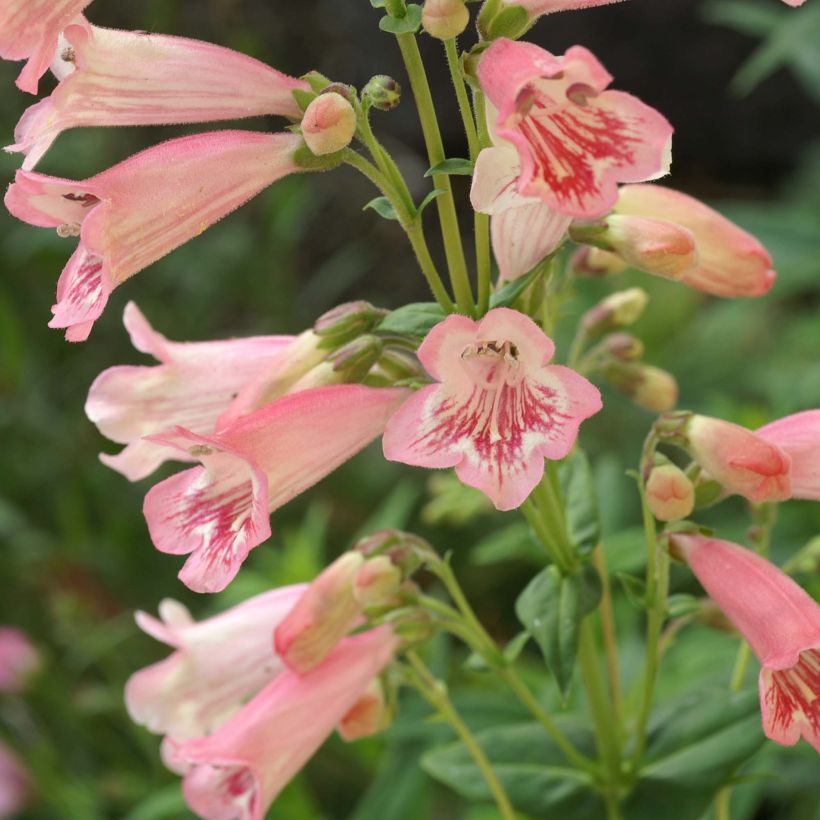 Penstemon Hewell Pink Bedder - Bartfaden (Blüte)