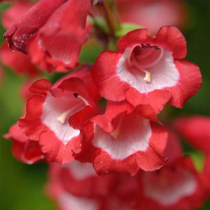 Penstemon Le Phare - Bartfaden (Blüte)