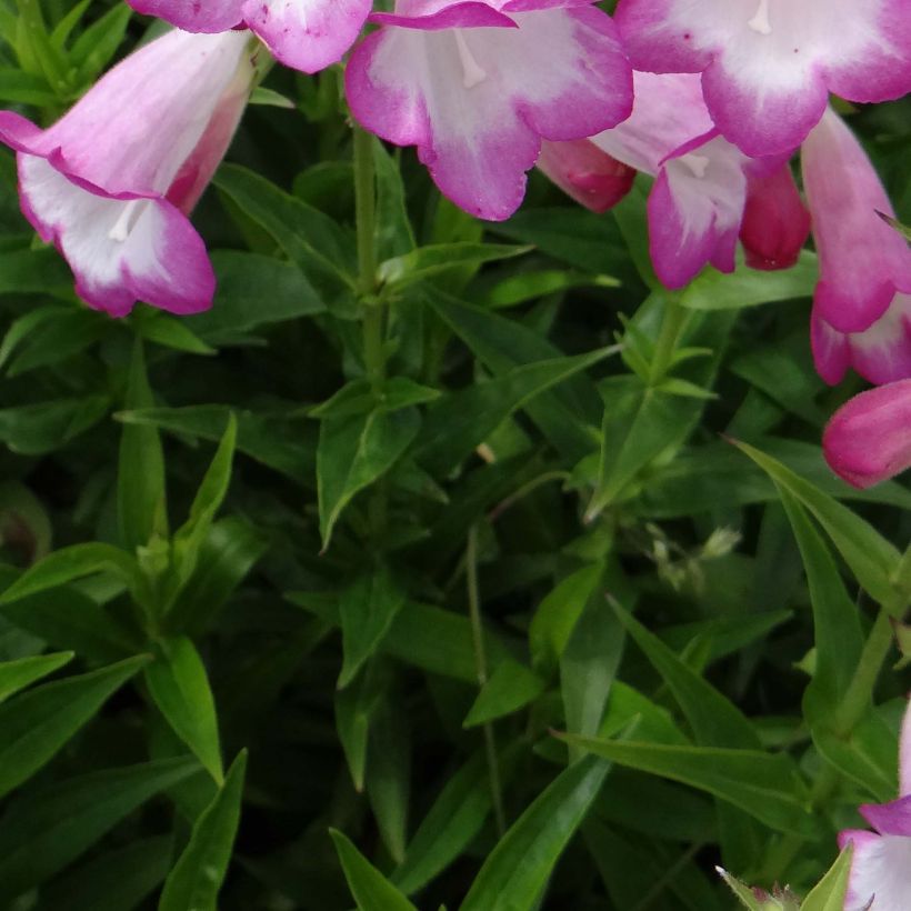 Penstemon Pensham Laura - Bartfaden (Laub)