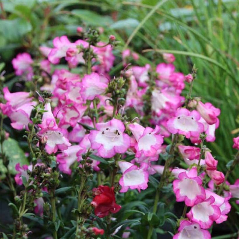 Penstemon Polaris Rose - Bartfaden (Blüte)