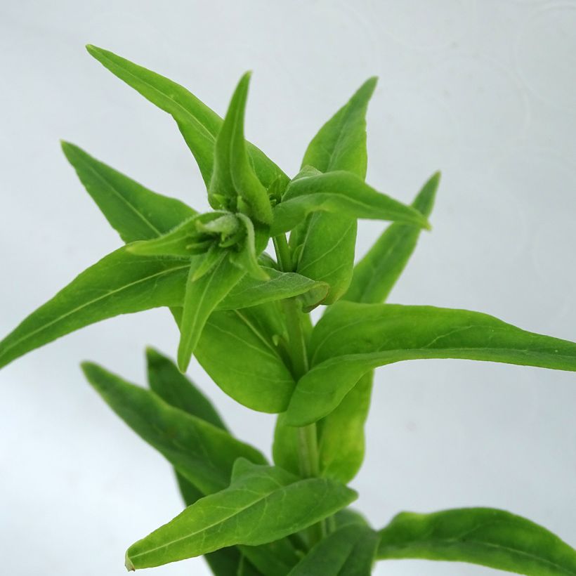 Penstemon Polaris Rose - Bartfaden (Laub)