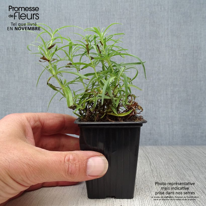 Exemplar von Penstemon Polaris Rose - Galane Godet de 7/8 cm wie im Herbst geliefert