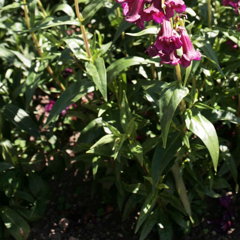 Penstemon Raven - Bartfaden (Laub)