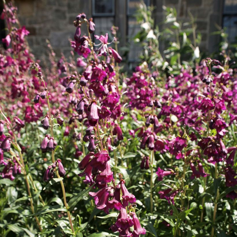 Penstemon Raven - Bartfaden (Blüte)