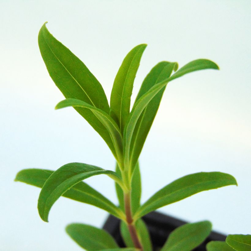 Penstemon Rich Ruby - Bartfaden (Laub)