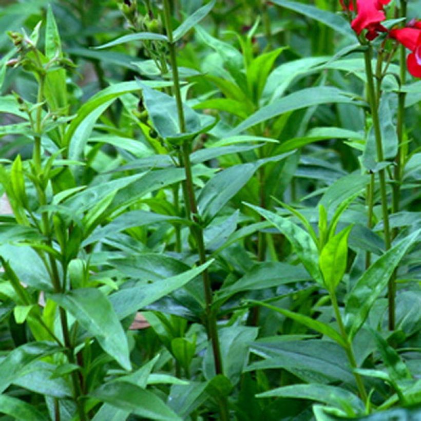 Penstemon Rubicundus - Bartfaden (Laub)