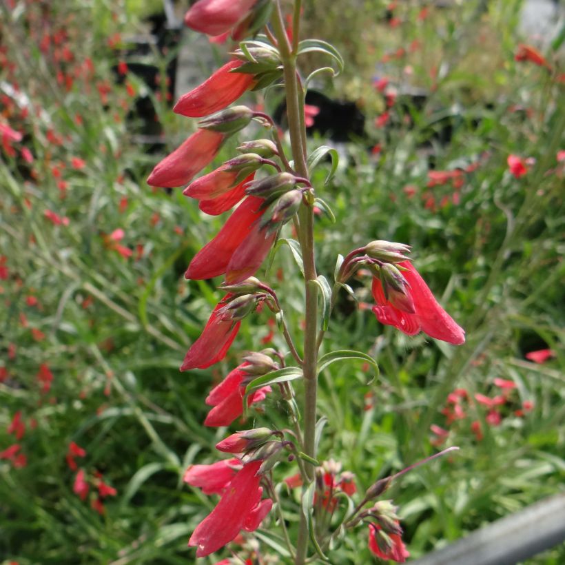 Penstemon barbatus Coccineus - Bartfaden (Blüte)