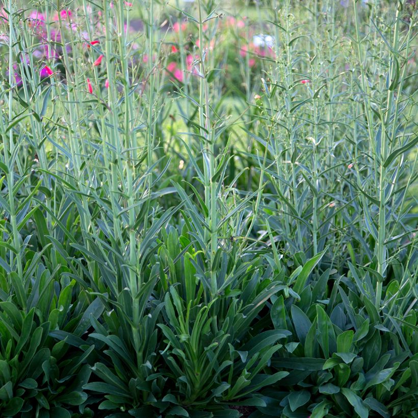 Penstemon barbatus Coccineus - Bartfaden (Laub)