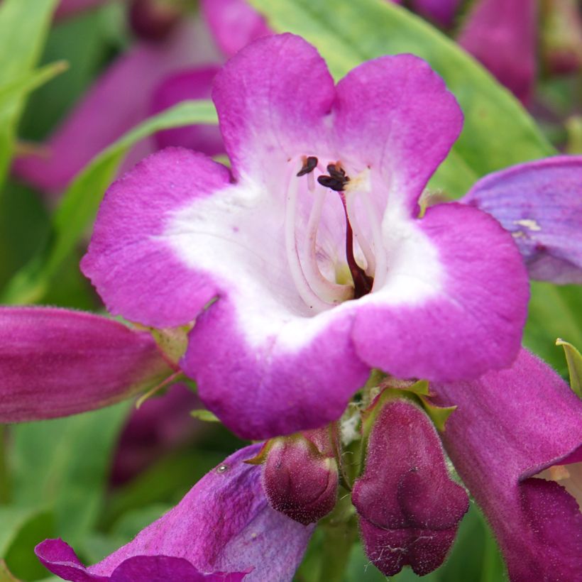 Penstemon Countess of Dalkeith - Bartfaden (Blüte)