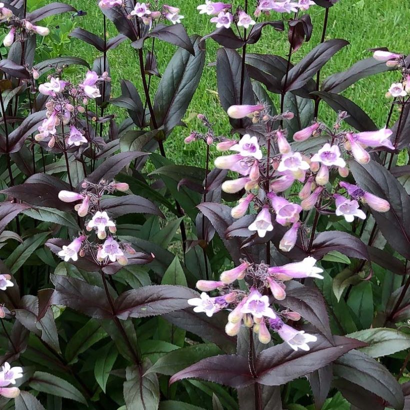 Penstemon digitalis Dark Towers - Fingerhutförmiger Bartfaden (Blüte)