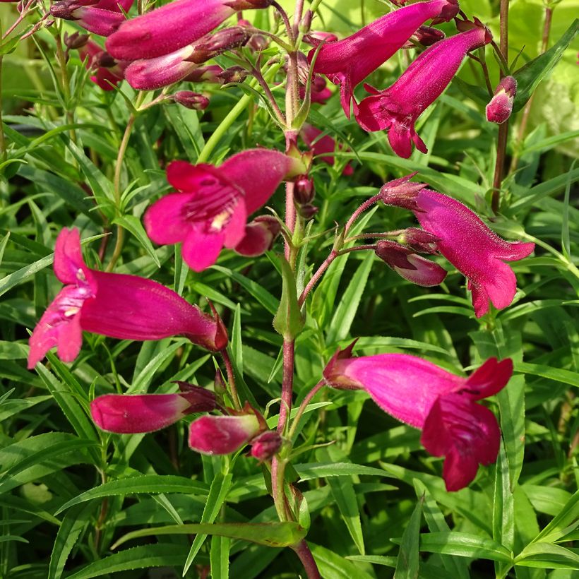 Penstemon Garnet - Bartfaden (Blüte)