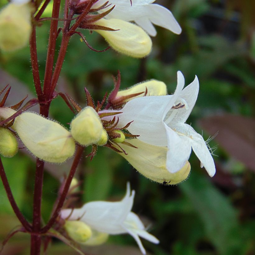 Penstemon digitalis Husker Red - Fingerhutförmiger Bartfaden (Blüte)