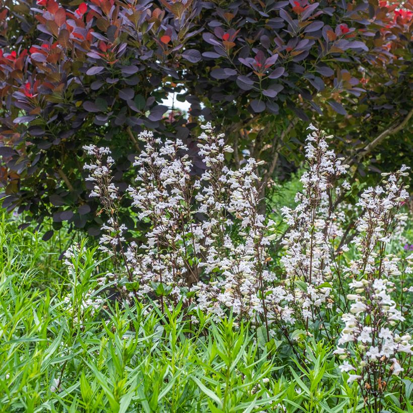 Penstemon digitalis Husker Red - Fingerhutförmiger Bartfaden (Hafen)