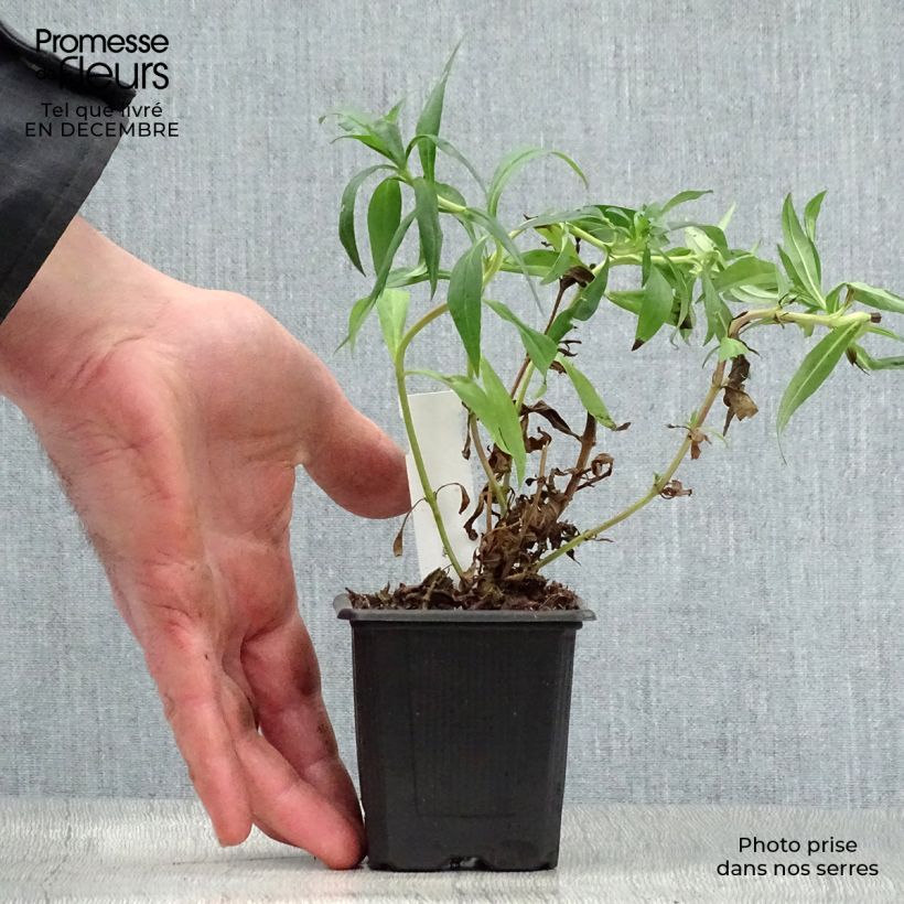 Exemplar von Penstemon hybride Midnight - Galane Godet de 9cm wie im Winter geliefert