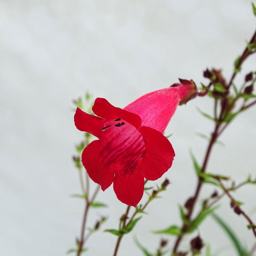 Penstemon Schoenholzeri - Bartfaden (Blüte)