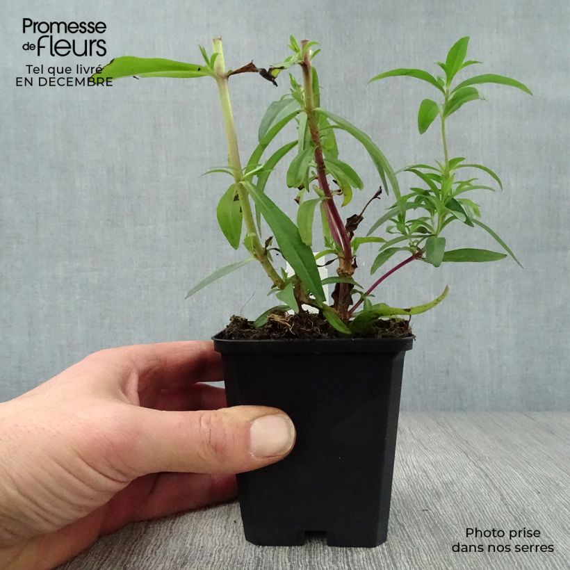 Exemplar von Penstemon hybride Sour Grapes - Galane Godet de 9cm wie im Winter geliefert