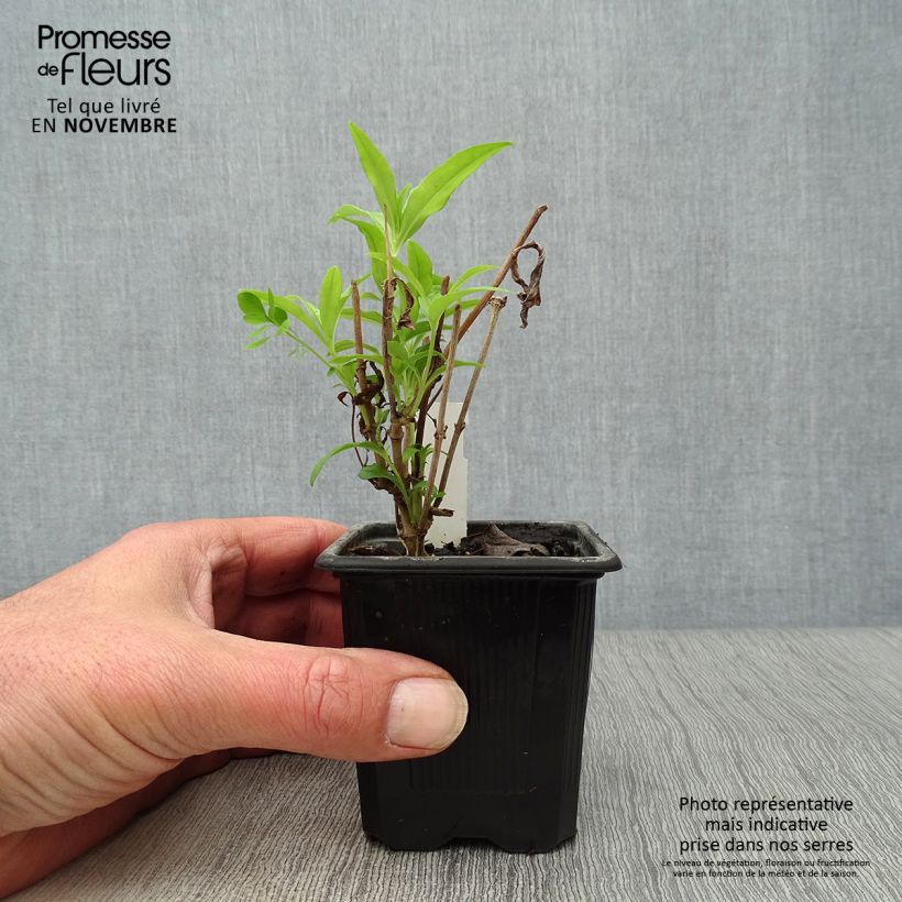 Exemplar von Penstemon hybride White Bedder - Galane Godet de 9cm wie im Herbst geliefert