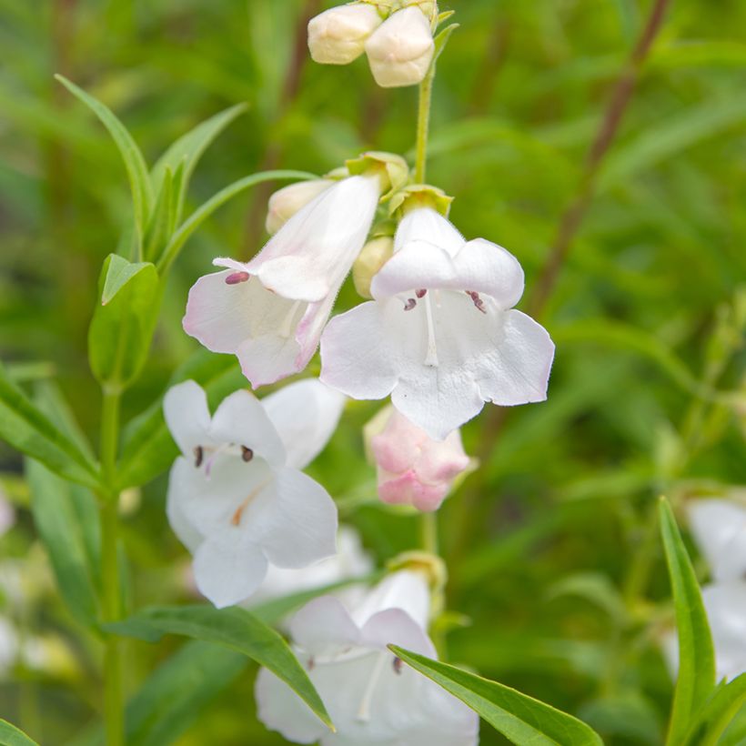 Penstemon White Bedder - Bartfaden (Blüte)