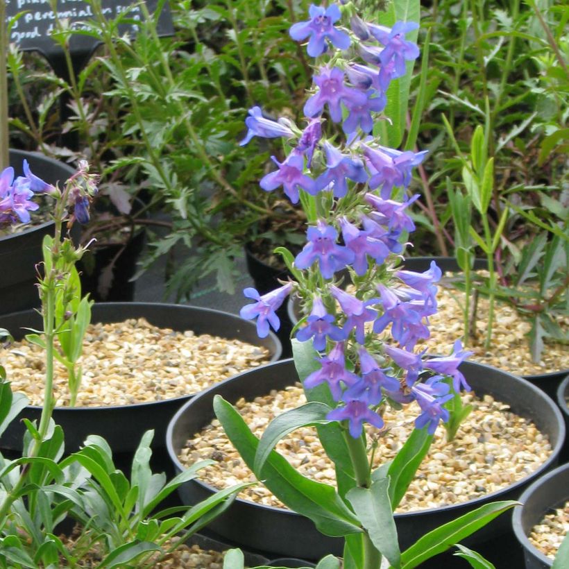 Penstemon mensarum - Bartfaden (Blüte)