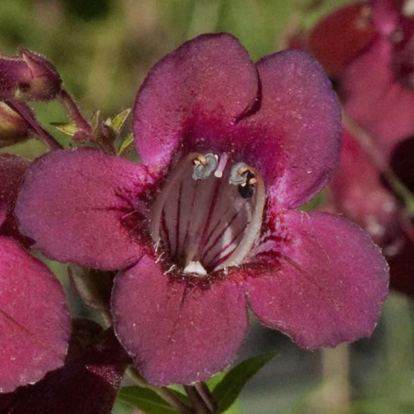 Penstemon Blackbird - Bartfaden (Blüte)