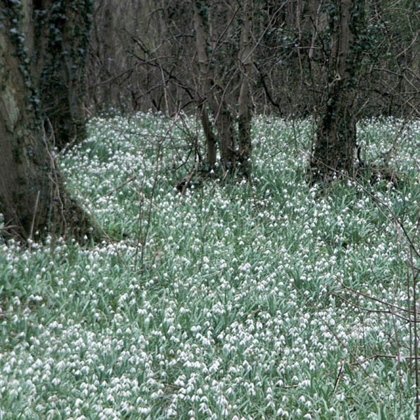 Galanthus elwesii - Großblütiges Schneeglöckchen (Hafen)