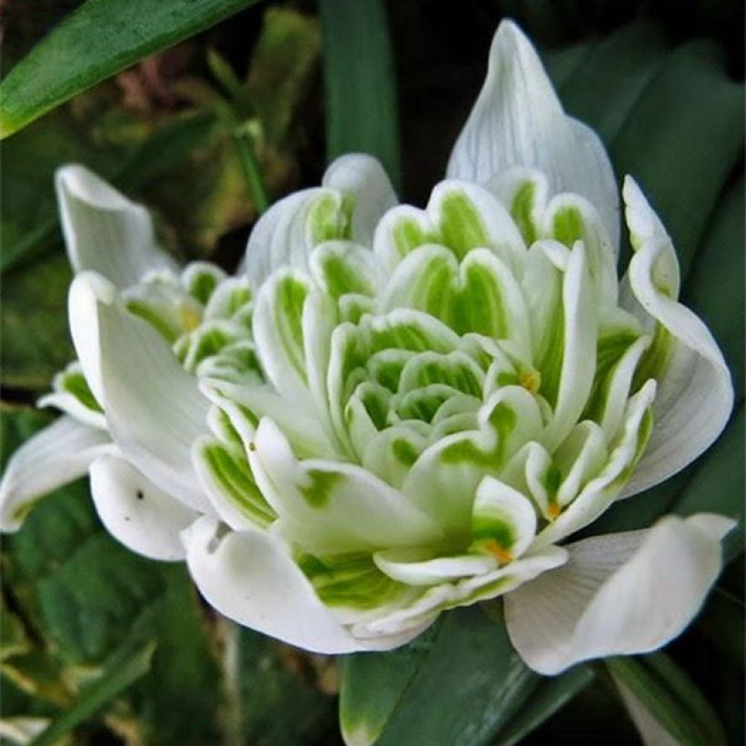 Galanthus nivalis f.pleniflorus Flore Pleno - Schneeglöckchen (Blüte)