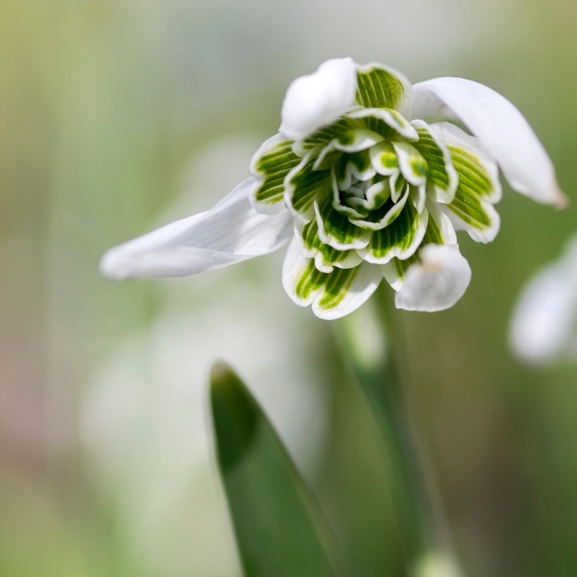 Galanthus nivalis f. pleniflorus Dionysus - Schneeglöckchen (Blüte)