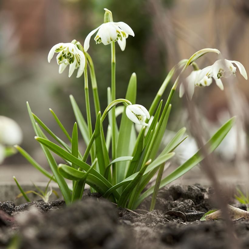 Galanthus nivalis f. pleniflorus Dionysus - Schneeglöckchen (Hafen)