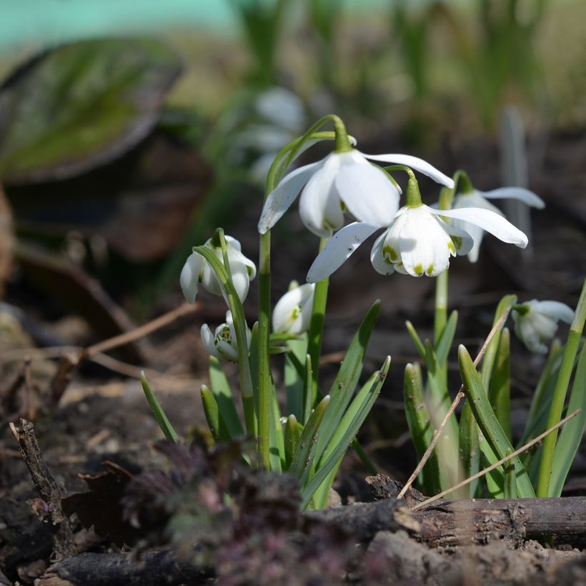 Galanthus nivalis f.pleniflorus Flore Pleno - Schneeglöckchen (Hafen)