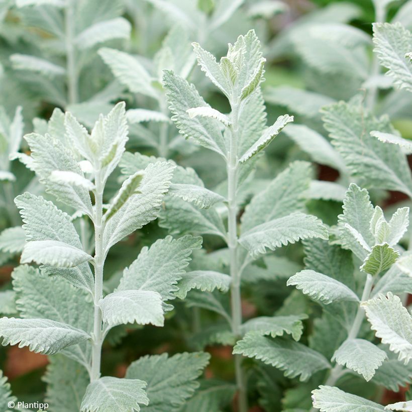 Blauraute Silvery Blue - Perovskia atriplicifolia (Laub)