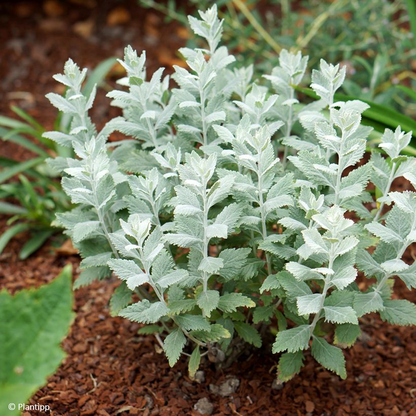 Blauraute Silvery Blue - Perovskia atriplicifolia (Hafen)