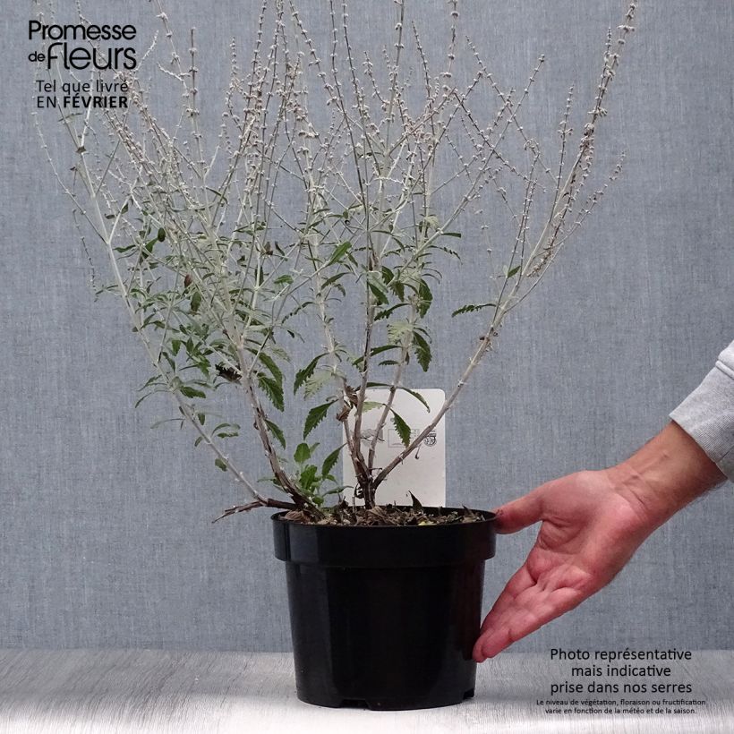 Exemplar von Perovskia Silvery Blue - Sauge d'Afghanistan pot de 4L/5L wie im Herbst geliefert