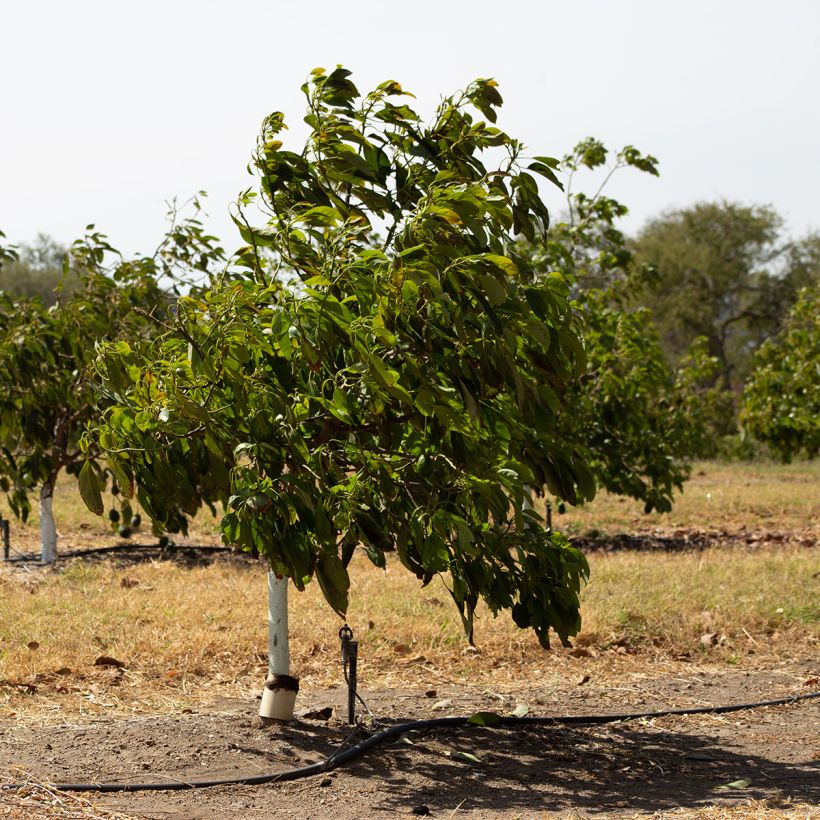 Avocado Hass - Persea americana (Hafen)