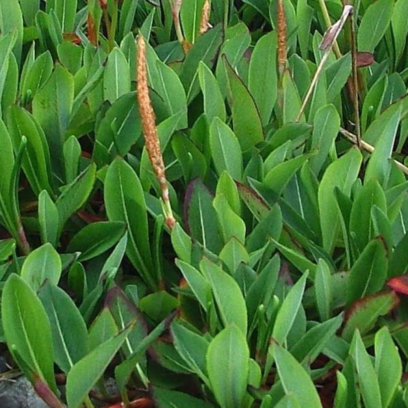 Schneckenknöterich Darjeeling Red - Persicaria affinis (Laub)