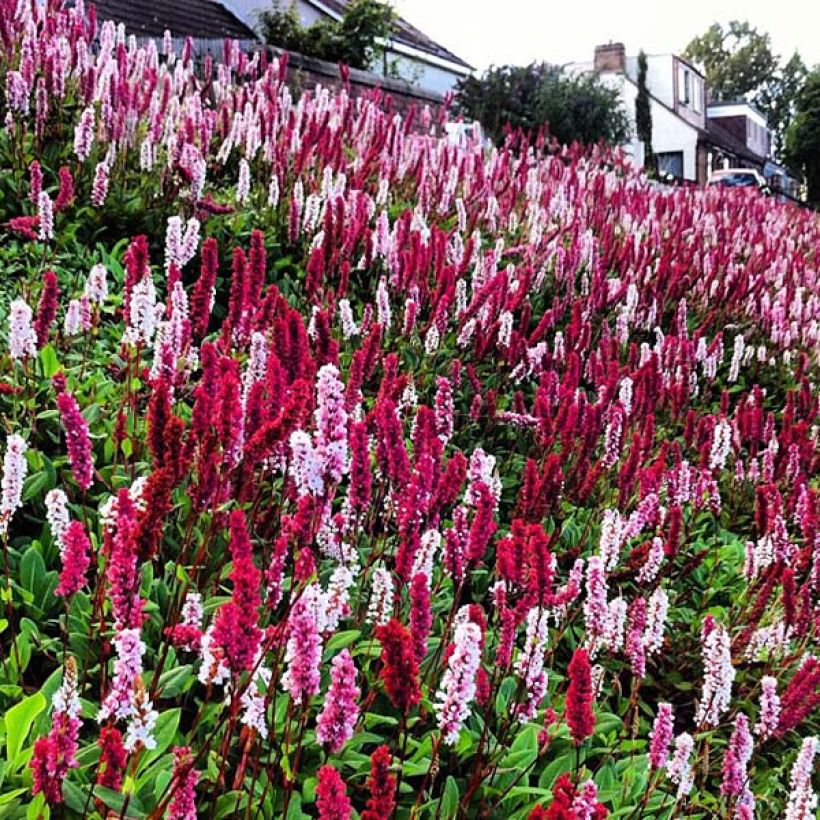 Schneckenknöterich Darjeeling Red - Persicaria affinis (Blüte)